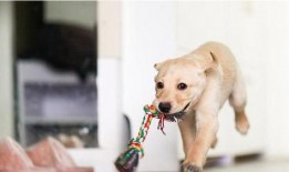 走近科学小狗长大娱乐吃瓜酱,揭秘小狗长大娱乐吃瓜酱背后的秘密